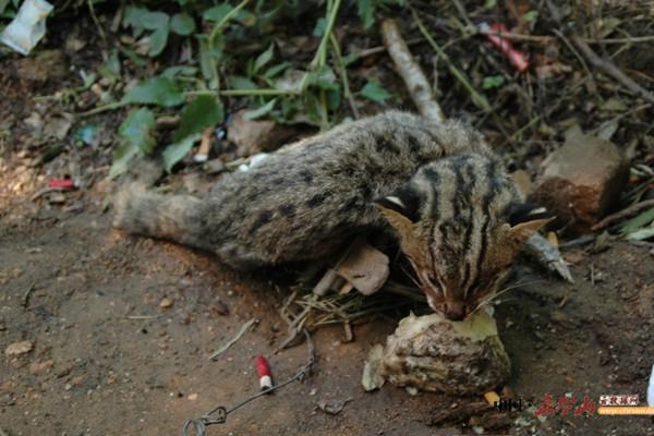 五台山驼梁风景图,山西五台山十大最美景点