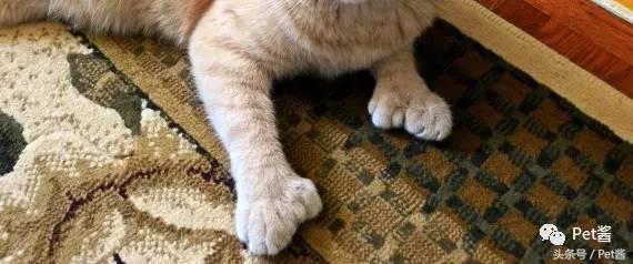 测一测你家猫咪是什么品种,测一测猫咪年龄