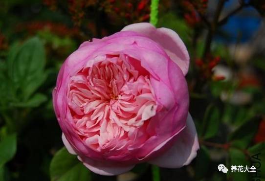 最美的十款月季品种推荐 (十种绝美的月季)