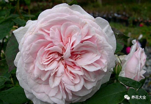 最美最高端的30款月季 (十种绝美的月季)