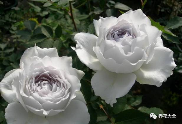 最美的十款月季品种推荐 (十种绝美的月季)