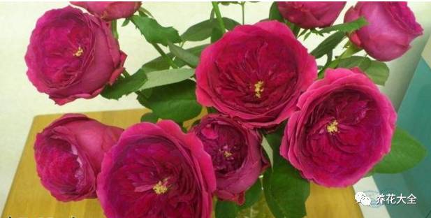 最美的十款月季品种推荐 (十种绝美的月季)