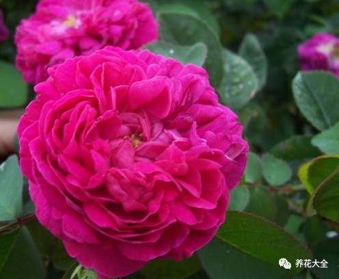 最美最高端的30款月季 (十种绝美的月季)