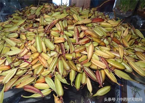 云南蒙自家种白及突破死苗陷阱，长势良好！