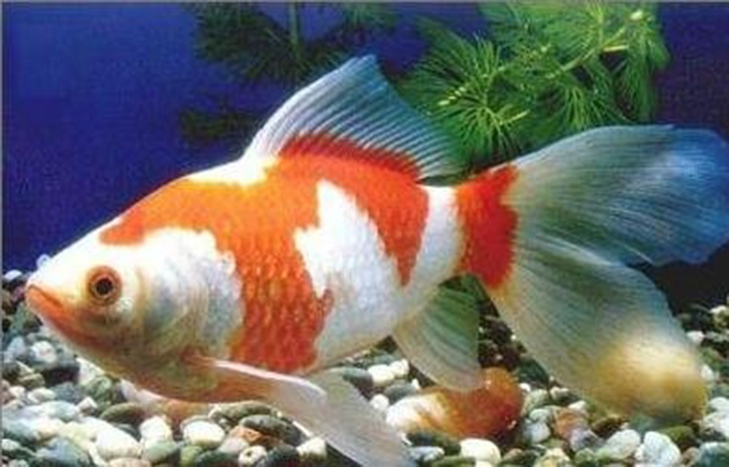 想养金鱼从什么品种入手,好养的金鱼品种推荐