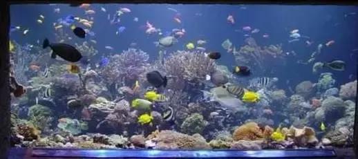 鱼缸对门风水禁忌大全图,鱼缸对门风水禁忌大全