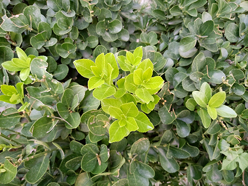 金立m6新款plus,金立m6全面评测