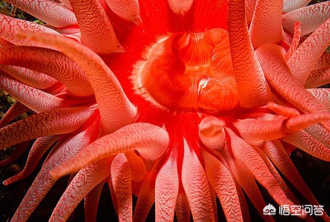 膝盖积水以后是热敷还是冷敷？真能解决问题吗？医生：可能都没用