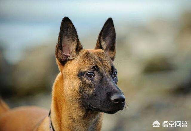 为什么马犬不适合养,为什么不建议养马犬幼犬