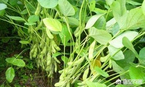 大豆叶子有红斑点是什么病,大豆花叶有黄斑怎么办