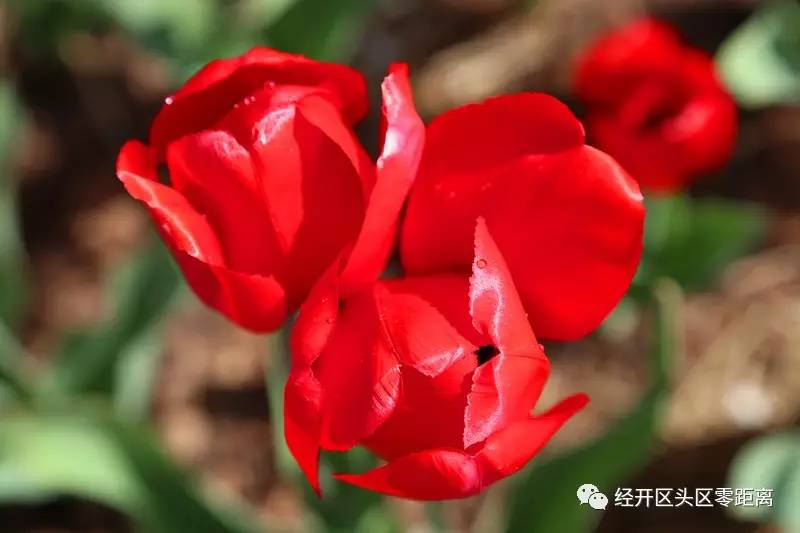 荷兰郁金香运到中国的路线,荷兰郁金香从哪来