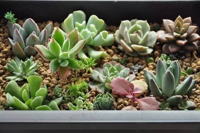 桃美人多肉叶片化水,多肉叶片化水及解决办法