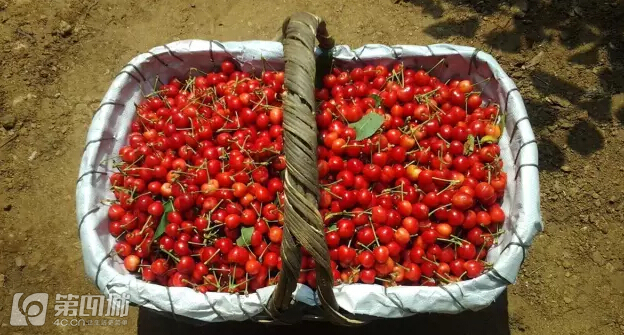 成都龙泉樱桃采摘地点附近,成都樱桃枇杷都能摘的地方