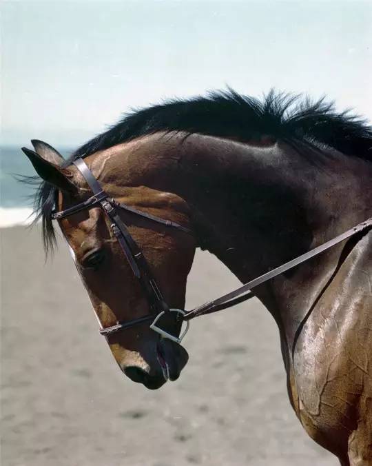 优雅的马术运动,热爱和享受马术运动