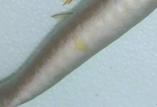 b级过背金龙一般价格多少,顶级蓝底过背金龙欣赏