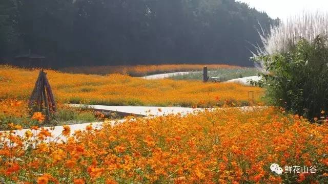 五月相约看蓝色花海,五月相约昆明蓝花楹花海
