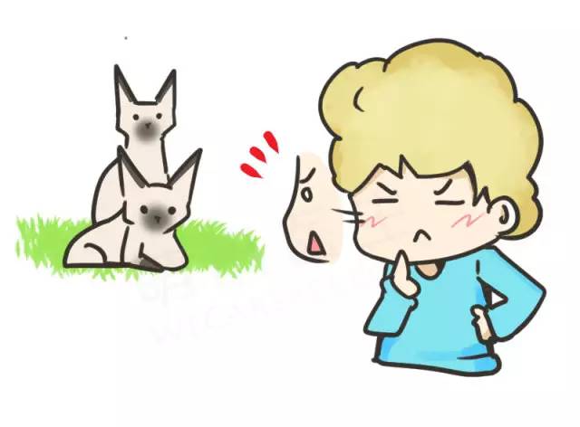 暹罗猫挖煤,挖煤队长暹罗猫