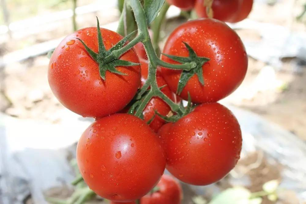 先正达24大蔬菜新品种,先正达蔬菜新品种