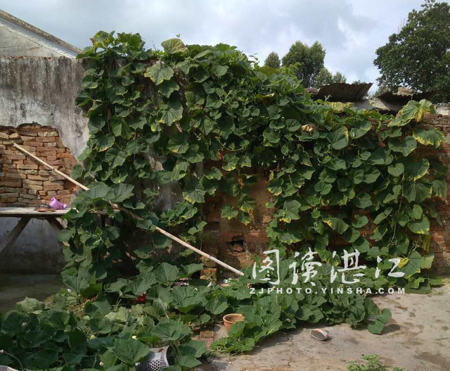 这可怜的叔侄一家