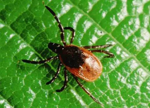 安心驱蚊10小时,安心驱蚊五小时