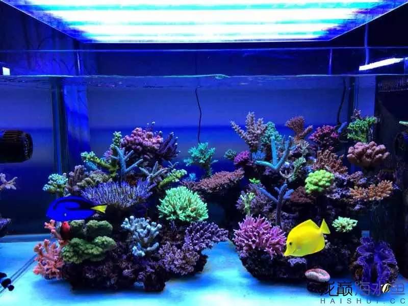 自来水+SPS+屌丝=？