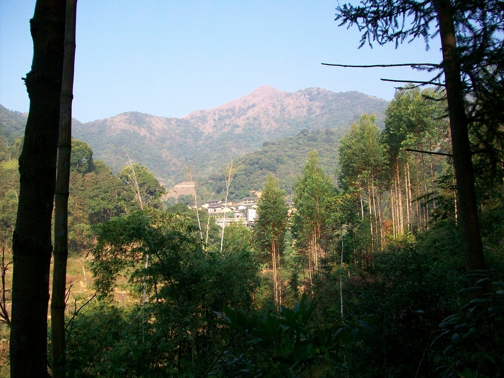 中国桂圆之乡广西博白,博白的桂圆和莆田桂圆谁好