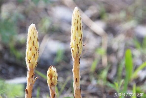 植物传播种子方法科普,植物果实传播的方法有哪些