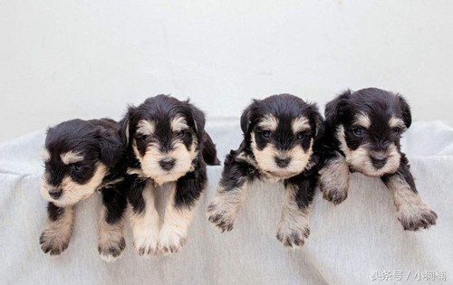 雪纳瑞幼犬吃什么狗粮最好,皇家的雪纳瑞幼犬专用狗粮