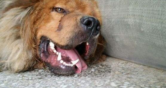 狗狗中暑了怎么办最快解决方法,天气这么热的狗都中暑了