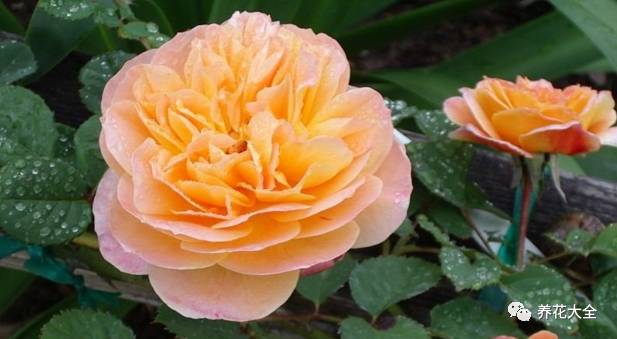 最美最高端的30款月季 (十种绝美的月季)