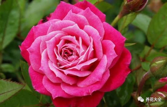 最美最高端的30款月季 (十种绝美的月季)