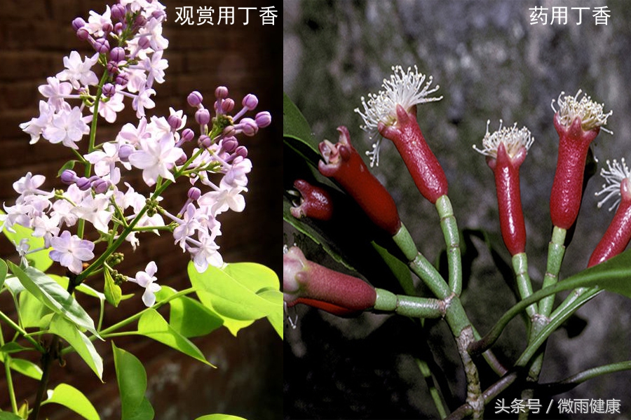 有一种花，90%的人都认错了，中药里可不用它，别再乱说了