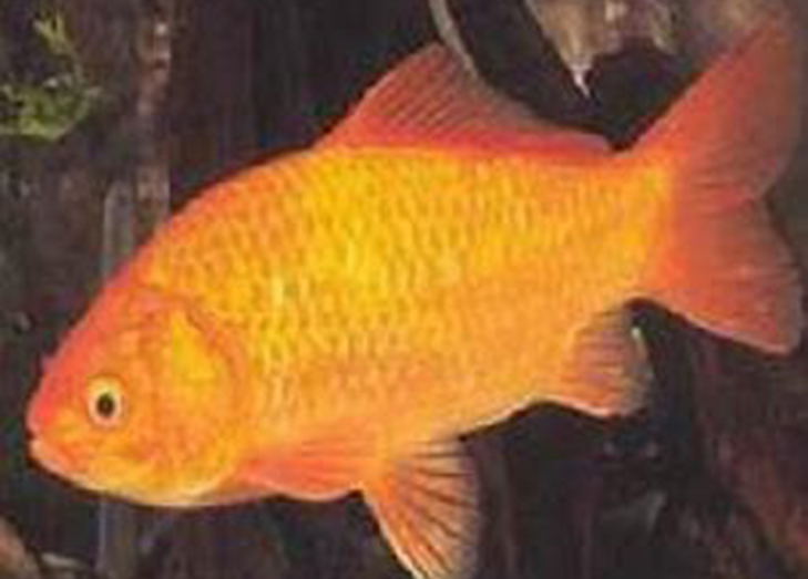 想养金鱼从什么品种入手,好养的金鱼品种推荐