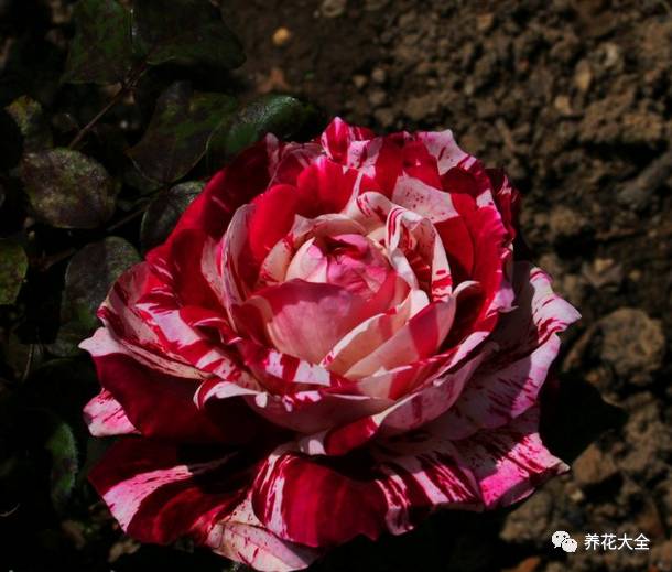 最美最高端的30款月季 (十种绝美的月季)