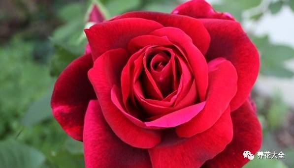 最美最高端的30款月季 (十种绝美的月季)