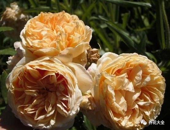 最美最高端的30款月季 (十种绝美的月季)