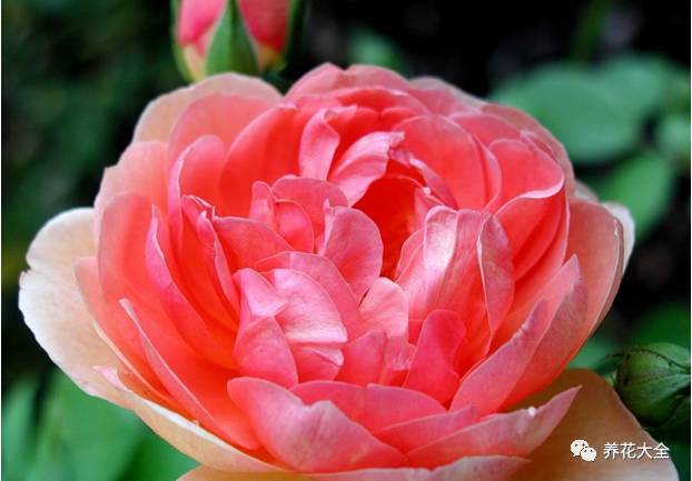 最美的十款月季品种推荐 (十种绝美的月季)