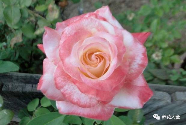 最美的十款月季品种推荐 (十种绝美的月季)