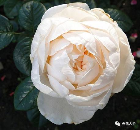 最美的十款月季品种推荐 (十种绝美的月季)