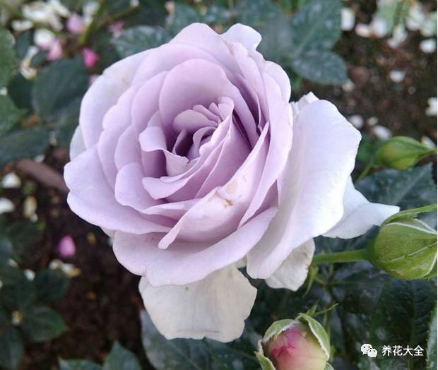 最美最高端的30款月季 (十种绝美的月季)