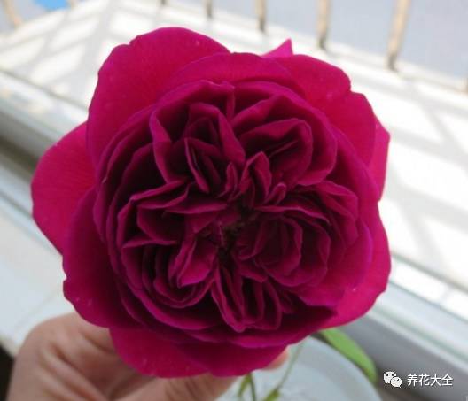 最美最高端的30款月季 (十种绝美的月季)