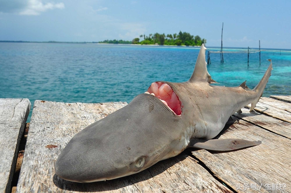 禁止吃鱼翅!告诉你9个关于鲨鱼翅贸易的真相