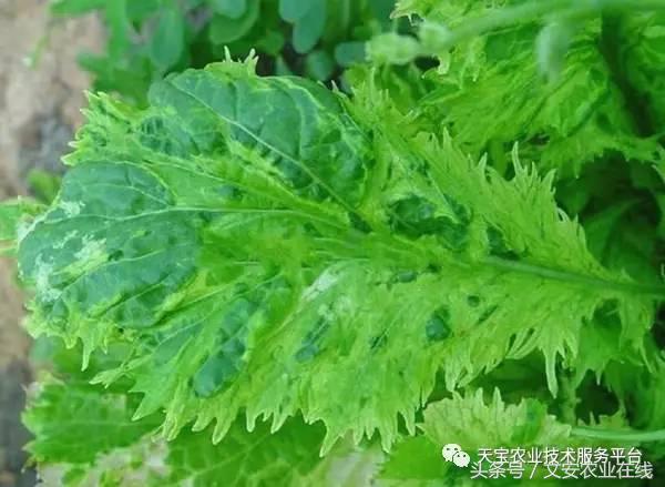 农作物病毒病防治药剂,病毒病防治讲解