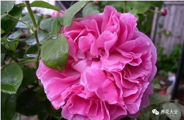 最美最高端的30款月季 (十种绝美的月季)