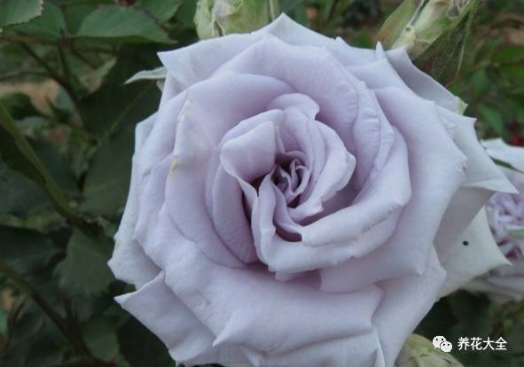 最美最高端的30款月季 (十种绝美的月季)