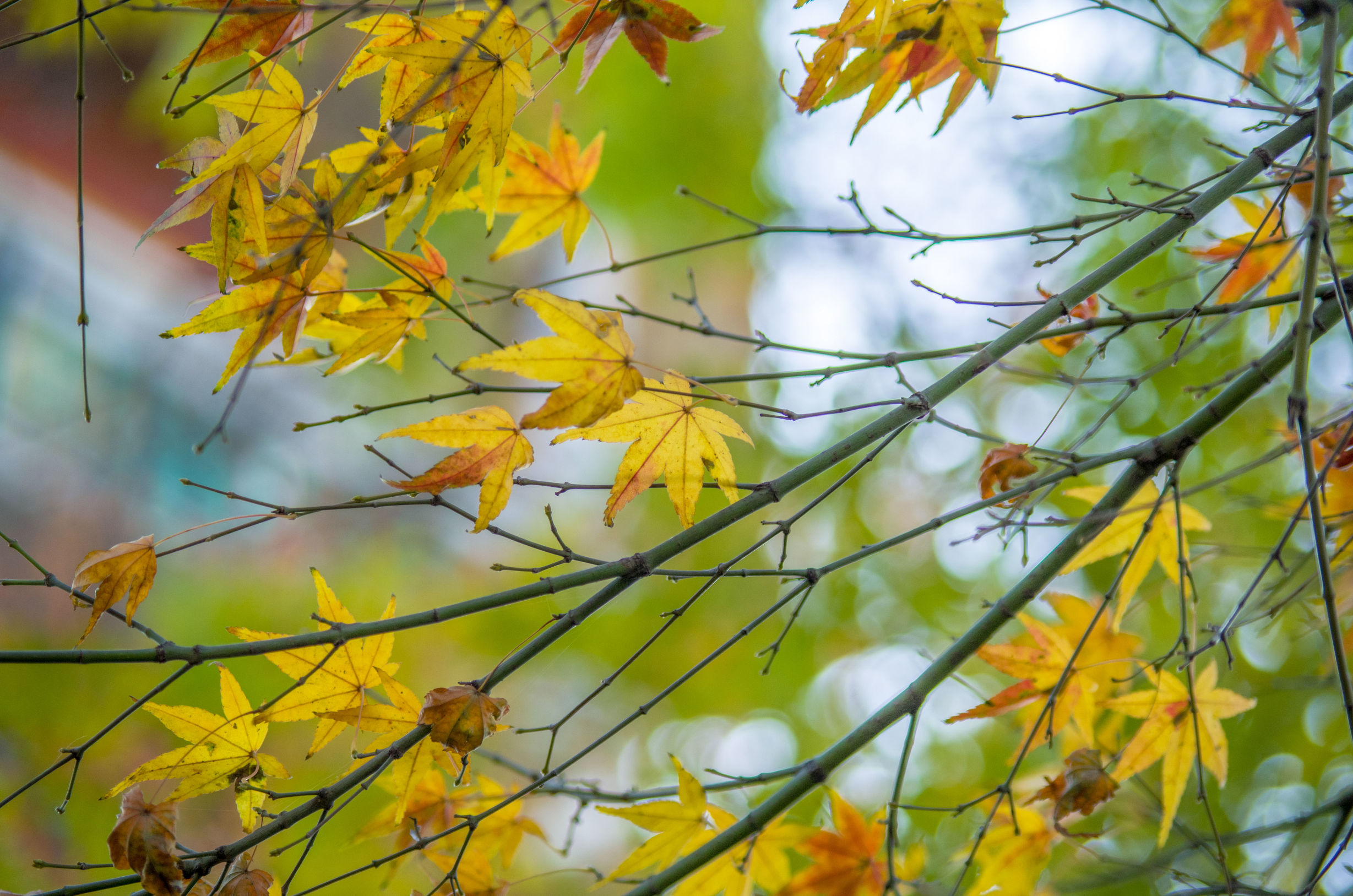摄影小白推荐相机300左右,拍照好的长焦镜头推荐