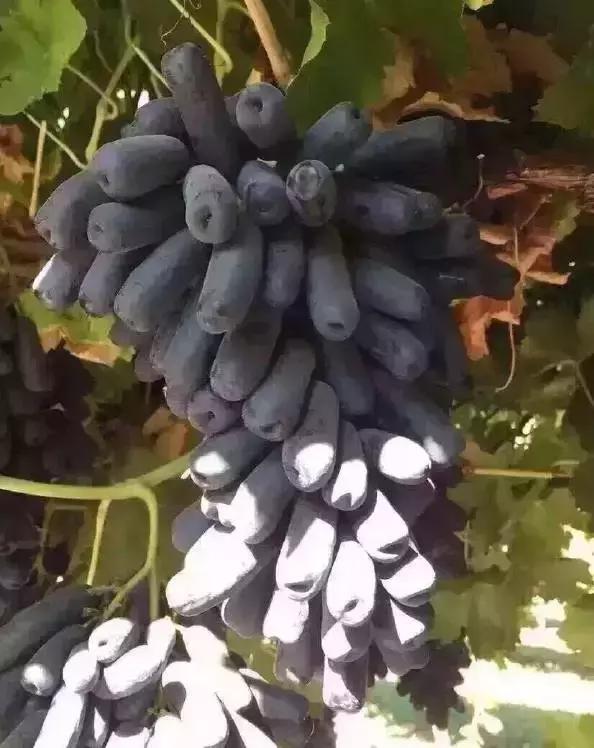 澳洲金手指黑提功效,澳洲金手指无籽黑提