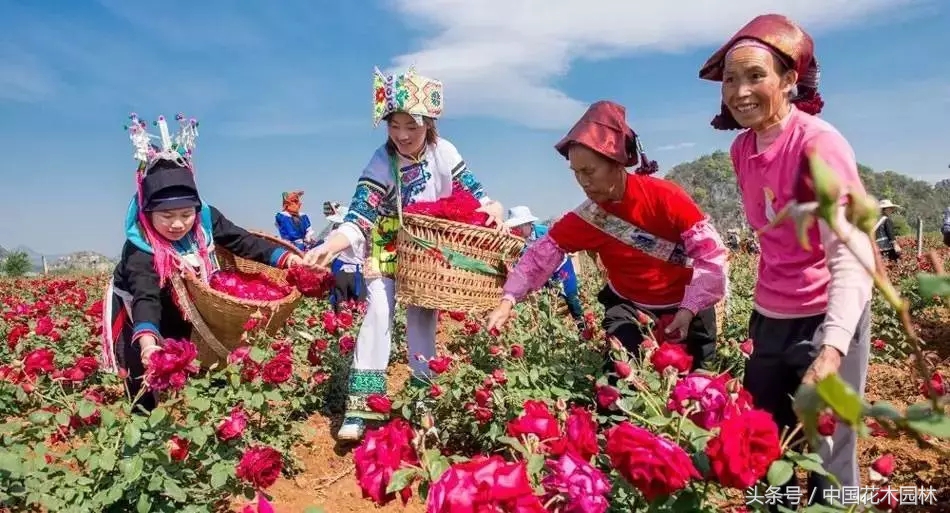 云南有机食用玫瑰种植基地,云南食用玫瑰