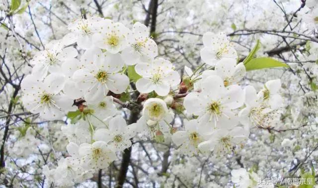 清远连州十大最好玩的景点,连州古城古村风景