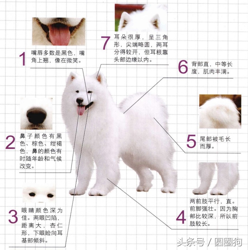 世界名犬拉布拉多犬,世界名犬萨摩耶